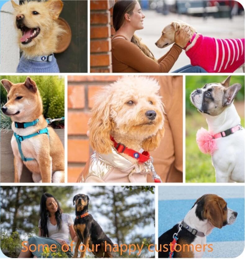 Blueberry Pet Essentials Small Dog Collar | Fired Brick Nylon Dog Collar with Quick Release | Girl & Female Dog Collars for Fall