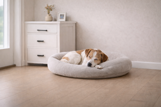 Why routine matters for indoor pets