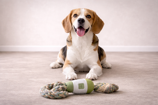 How to Match Toys to Dog Size