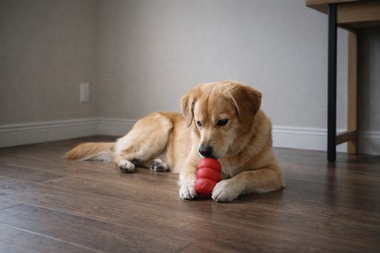 Best Toys for Dogs Who Stay Home Alone
