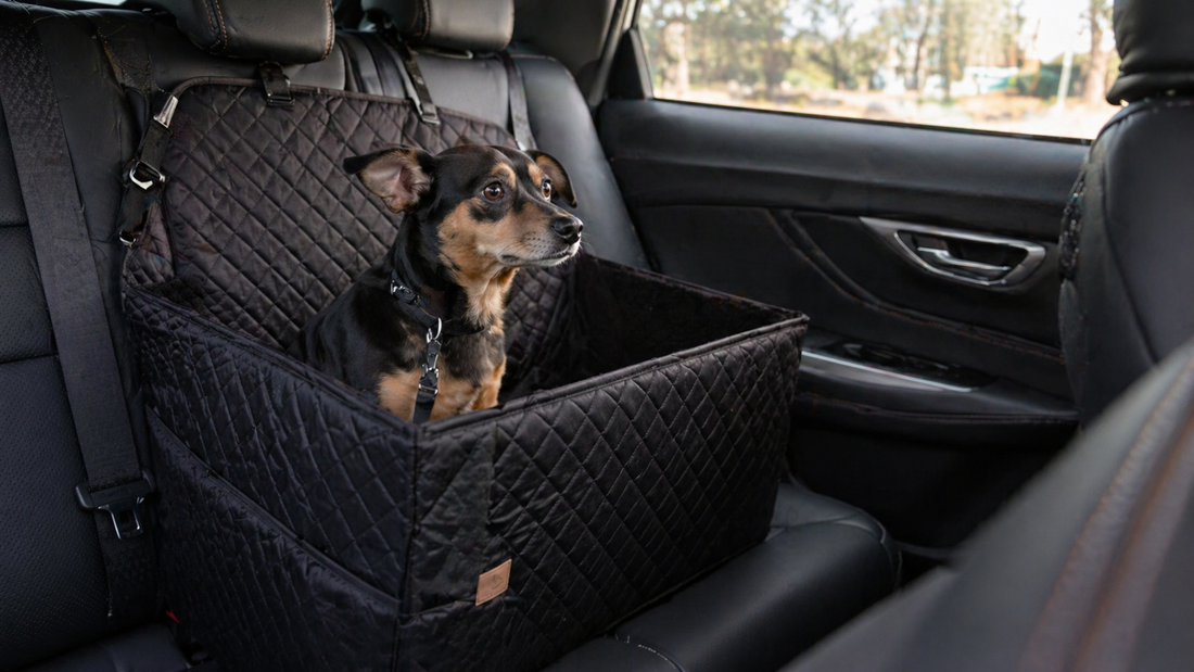Small dog sitting alert in a car seat inside a vehicle, showing increased vigilance in a changing travel environment.