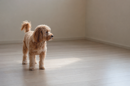 Dog standing alert in a wide open indoor space with no boundaries, showing difficulty settling and rest avoidance.