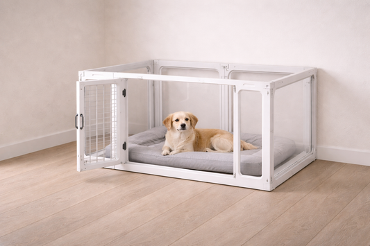 Small dog lying calmly inside a clean indoor playpen in a minimal space, showing relaxed behavior within a familiar safe enclosure.