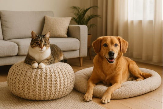Daily Pet Care Habits That Reduce Stress