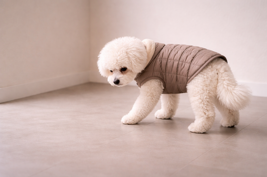 New gear often disrupts stability featuring a white Bichon Frise wearing a green plaid vest on a wooden floor