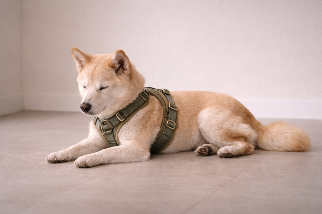 Why familiarity builds calm featuring a Shiba Inu dog resting peacefully while wearing a durable olive green harness