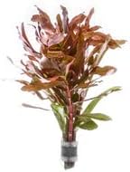 SubstrateSource Hydrocotyle leucocephala Brazilian Pennywort Live Aquatic Aquarium Plant