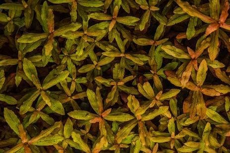 SubstrateSource Live Aquarium Red Stem Plants - Freshwater Aquatic Plant for Fish Tanks, Aquascaping - (Cabomba Piauhyensis Red, 1 Bunch)