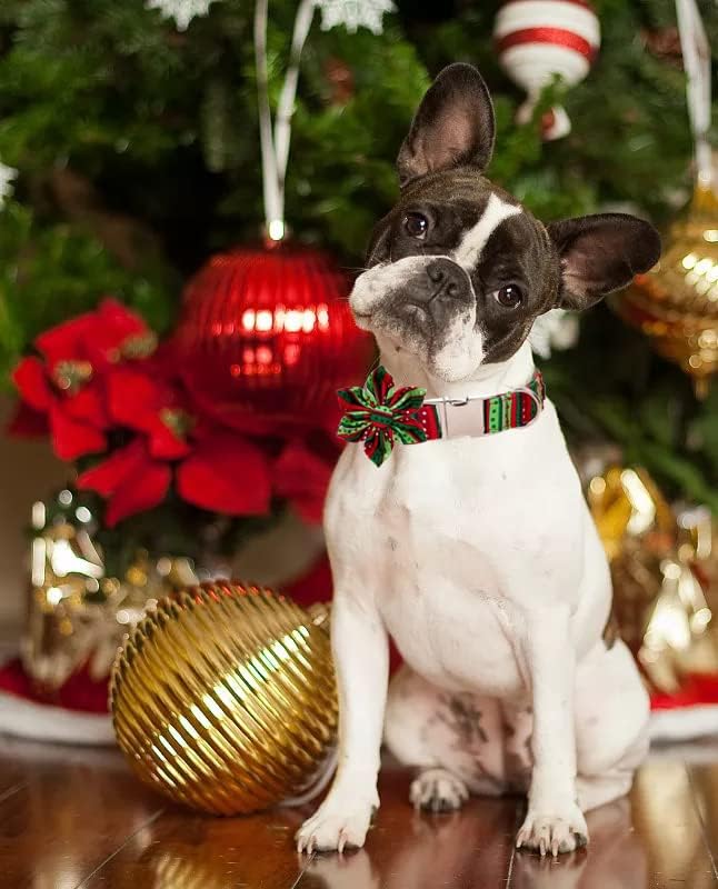 Lionet Paws Christmas Dog Collar with Flower, Dog Flower Collar with Metal Buckle for Dogs, Adjustable Comfortable Dog Collar Girl Gift, L, Neck 16-24 in