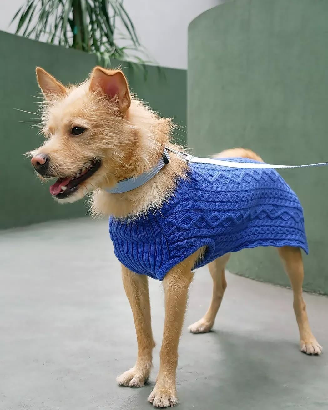 Blueberry Pet Essentials Matching Large Dog Collar | Adjustable Classic Solid Color Nylon Dog Collars for Large Dogs | Chambray Blue Dog Collar for Large Dogs