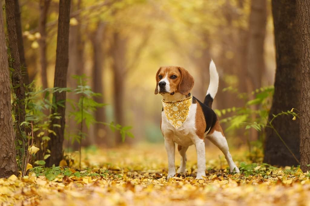 Lionet Paws Flower Dog Bandana,Fabric Yellow Dogs Kerchief for Small Medium Large Dogs,Dog Cotton Triangle Bibs Scarf for Girl Boy