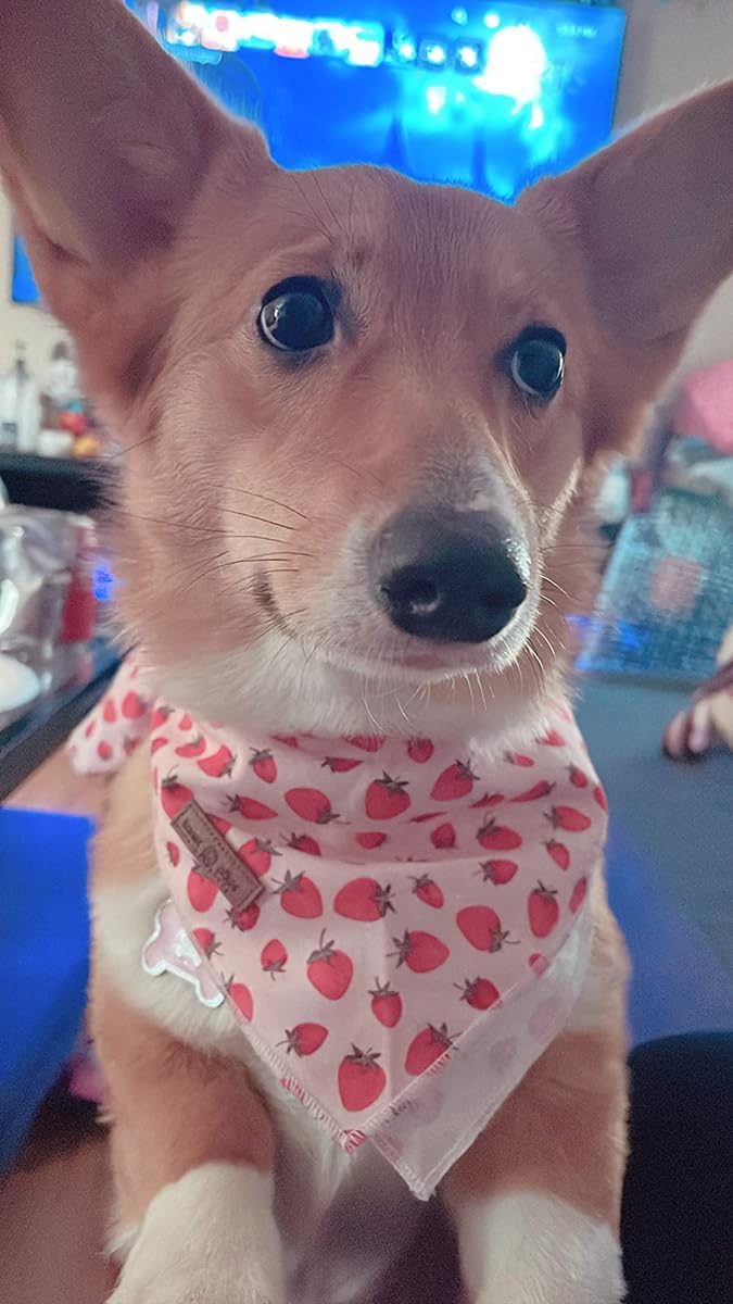 Lionet Paws Dog Bandana,Fabric Pink Dogs Kerchief for Small Medium Large Dogs,Dog Cotton Triangle Bibs Scarf for Girl Boy