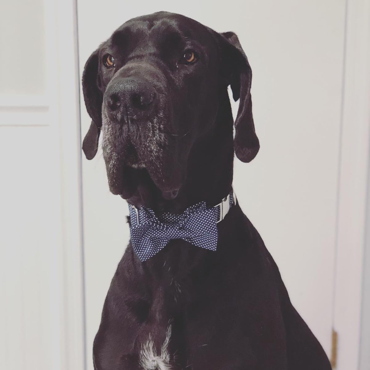 Lionet Paws Boy Dog Collar with Bowtie, Comfortable Adjustable Cute Navy Blue Bow Tie Collar for Male Puppies and Cats Gift, XS, Neck 8-12 inches