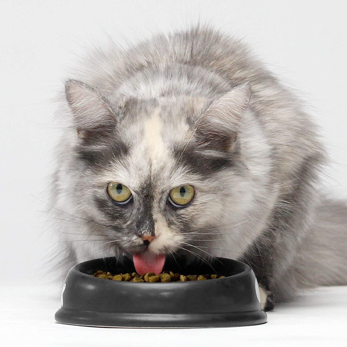 Open Farm Catch-of-The-Season Whitefish Grain-Free Dry Cat Food, Wild-Caught Fish Recipe with Non-GMO Superfoods and No Artificial Flavors or Preservatives, 2 lbs