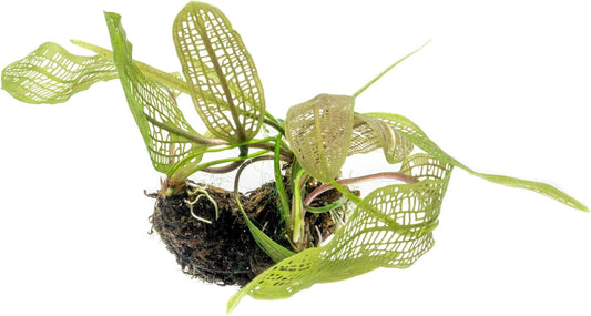 SubstrateSource Live Plants – Madagascar Lace Plant (Aponogeton madagascariensis) – Medium to High Light, Light to Dark Green Color, Midground to Background, Lace Leaf - Bulb/Bunch, 1 Pack