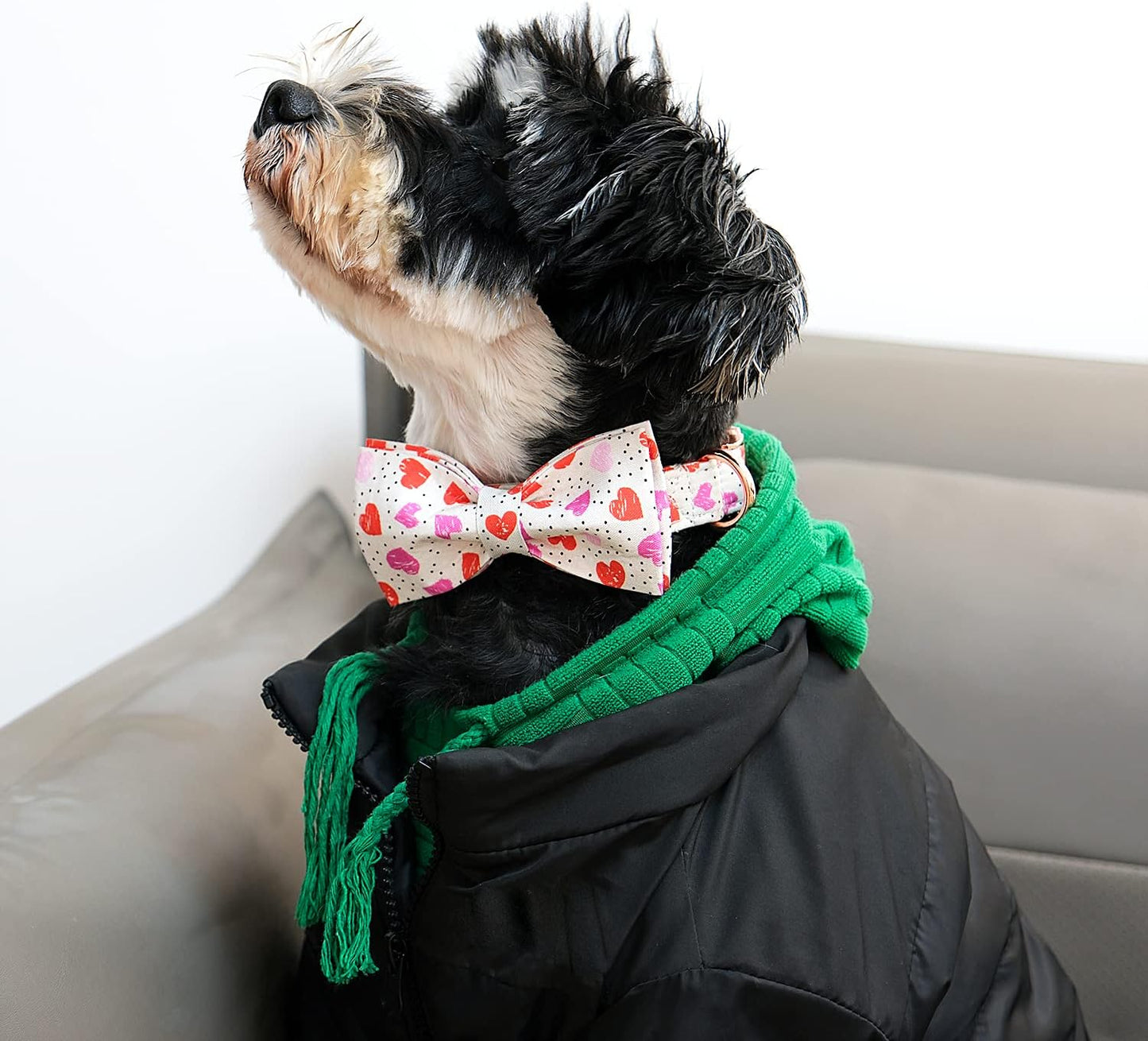 Lionet Paws Valentines Day Dog Collar with Bowtie, Dog Bowtie Collar with Metal Buckle for Dogs and Cats, Adjustable Comfortable Dog Collar Girl Boy Gift, XS, Neck 8-12 in