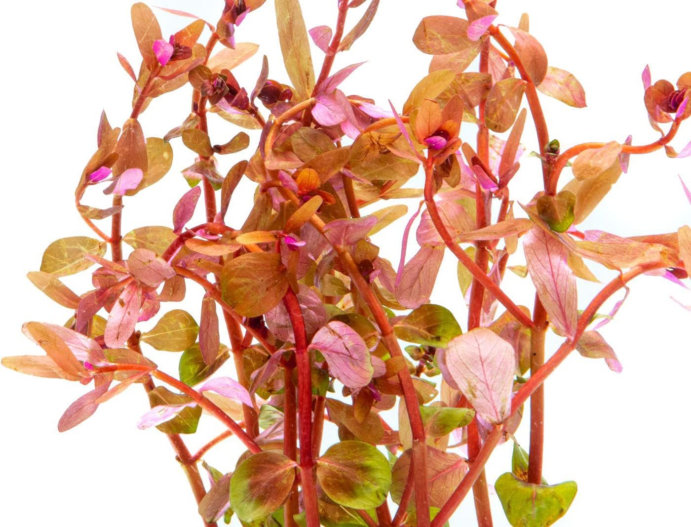 SubstrateSource Live Aquarium Red Stem Plants - Freshwater Aquatic Plant for Fish Tanks, Aquascaping - (Rotala Wallichii, 4 Bunches)
