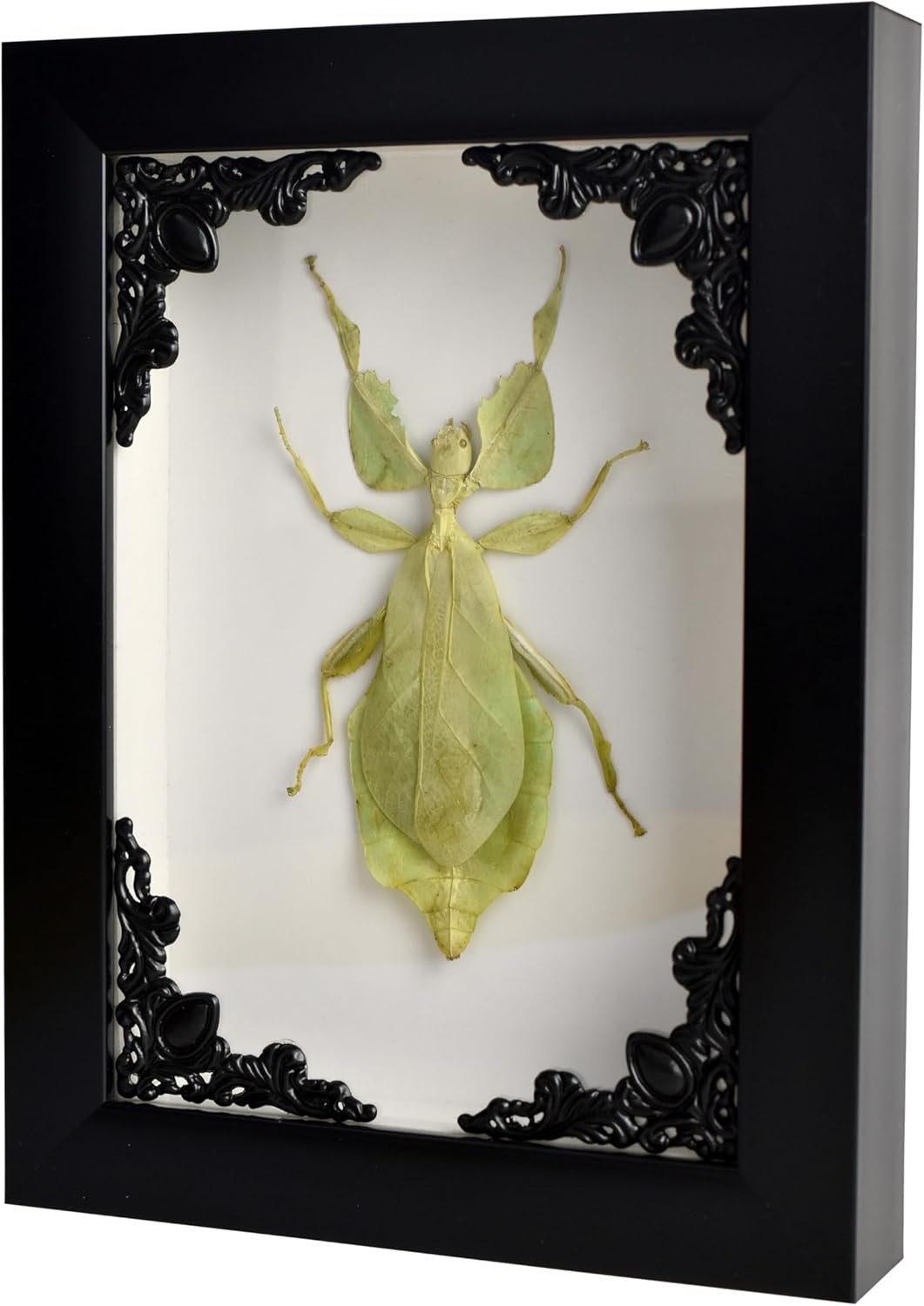 Tarantula or Leaf Insect in Gothic Shadow Box Frame | Mexican Gothic Taxidermy | Witch & Halloween Décor for Bedroom | Goth Home Décor (Leaf Insect)