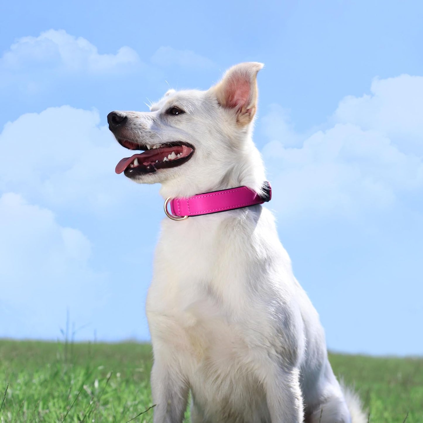 Didog Soft Padded Dog Collars for Medium Dogs, Lightweight and Breathable Dog Collar with Metal Buckle, Rose Purple, L