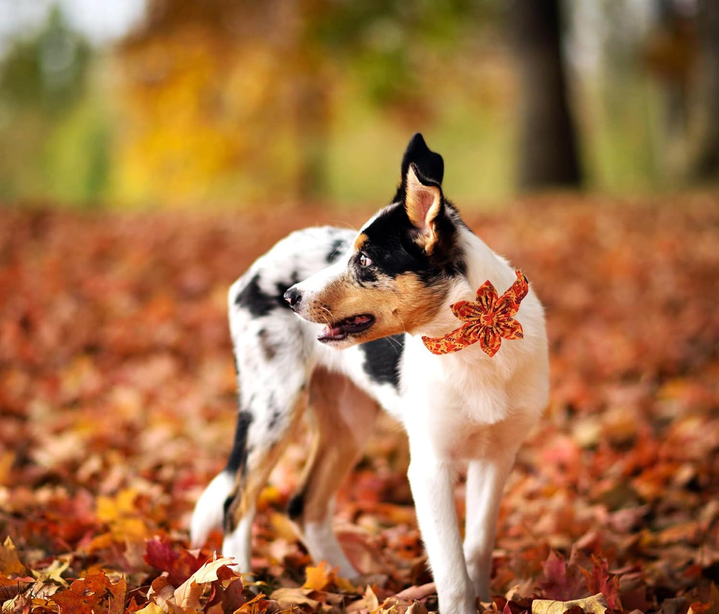 Lionet Paws Dog Collar with Flower - Cute Cotton Adjustable Flower Dog Collar with Metal Buckle for Large Dog Girl Gift, XL, Neck 16-26in