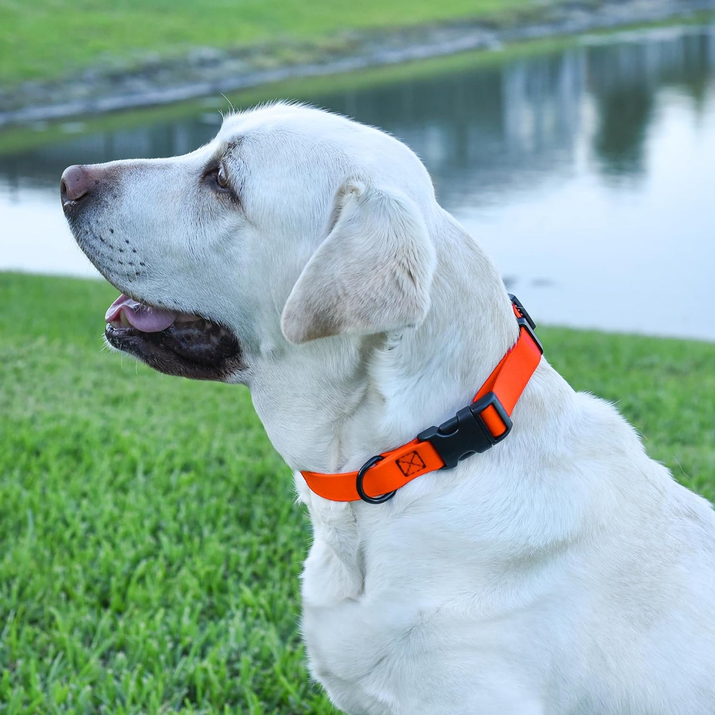 Dogline Biothane Waterproof Dog Collar with Quick Release Buckle Strong Coated Nylon Webbing with Odor- Proof for Easy Care Easy to Clean Fits Small Medium or Large Dogs, Orange 3/4" W 12-19" L