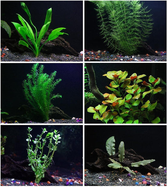 18 Plants Bundle / 6 Species Live Aquarium Plants Package - Microsorum, Amazon Sword, Anubias, Moneywort, Hornwort, etc. (75+ Gallon Aquariums)