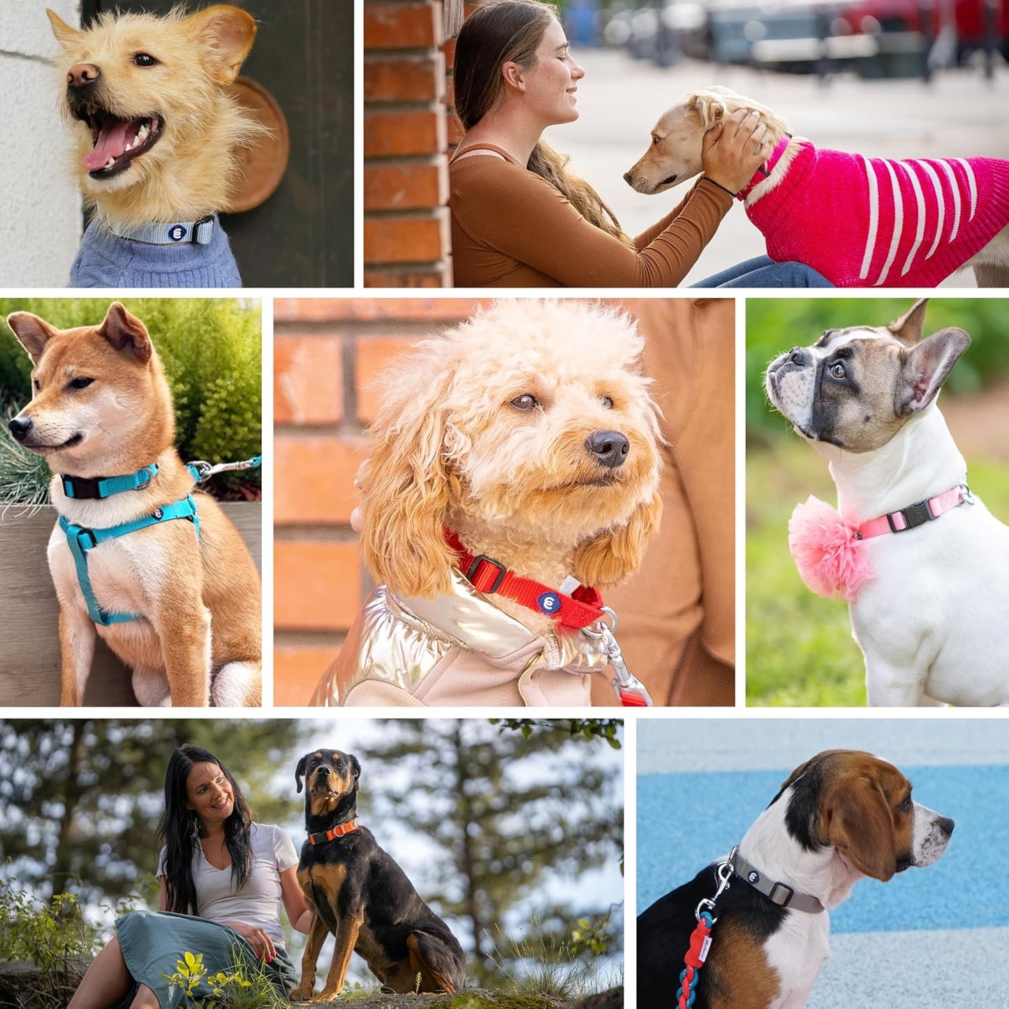 Blueberry Pet Essentials Medium Dog Collar in Emerald | Adjustable & Eco-Friendly Durable Nylon Strap | Classic Collar for Medium Dogs, Boy & Girl Pets