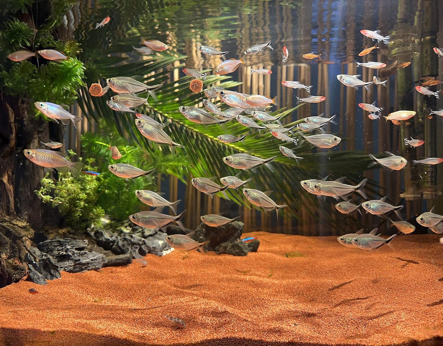 11lb Natural South American Rainforest Sand, Aquarium red Sand, Lava Rock Soil, Red Lava Rock Sand, Succulent Sand Fish Tank Sand Aquarium Substrate Sand